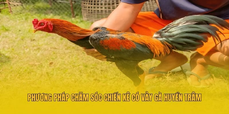 Phương pháp chăm sóc chiến kê có vảy gà huyền trâm