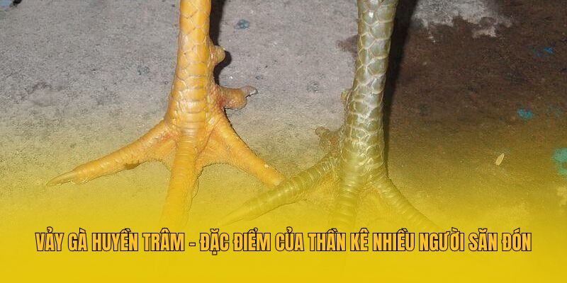 Vảy Gà Huyền Trâm - Đặc Điểm Của Thần Kê Nhiều Người Săn Đón