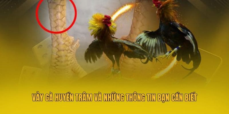 Vảy gà huyền trâm và những thông tin bạn cần biết